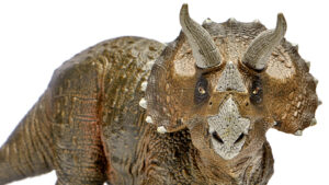 What Scientists Think This Hole Found In A Triceratops Really Means