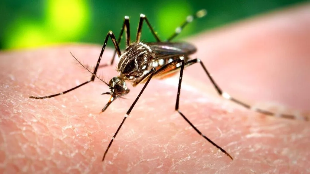 LA County unleashes sterile mosquitoes to control the population. Here's how it works