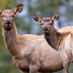 Battle with Texas rancher ends, 249 'zombie deer' killed amid state's largest CWD outbreak