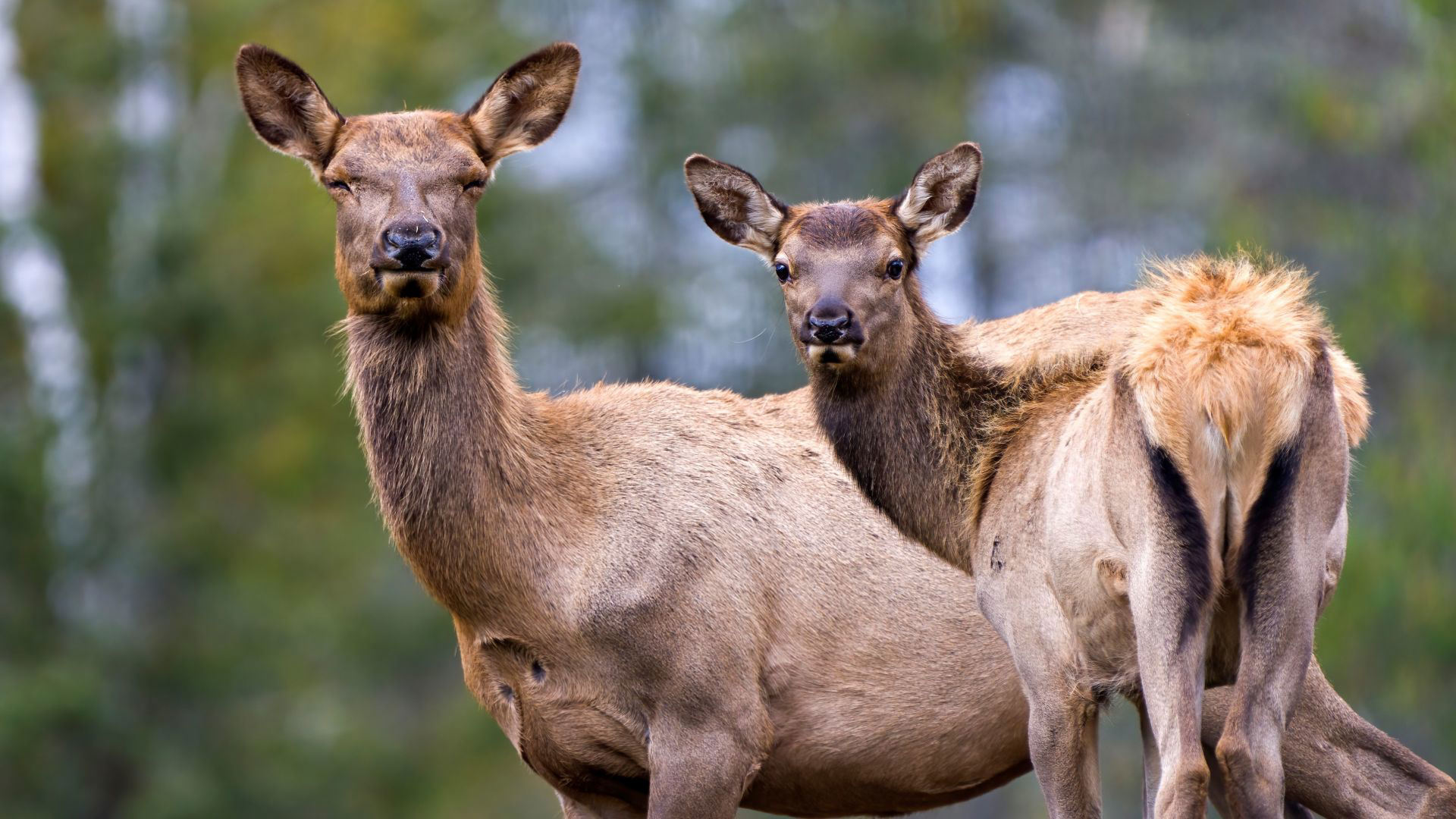 Battle with Texas rancher ends, 249 'zombie deer' killed amid state's largest CWD outbreak